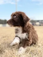 Kisses 🩷, a female Aussiedoodle for sale in Clayton, NC – Photo 9 of 10