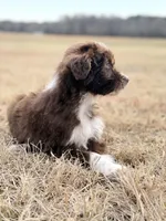 Kisses 🩷, a female Aussiedoodle for sale in Clayton, NC – Photo 10 of 10