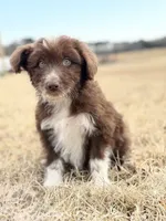 Kisses 🩷, a female Aussiedoodle for sale in Clayton, NC – Photo 8 of 10