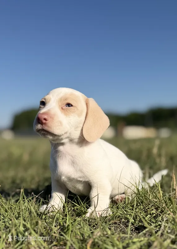 Pete (Tucker) – Miniature Dachshund puppy for sale in Clayton, NC