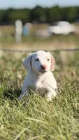 Cash 💙, a male Dachshund for sale in Clayton, NC – 2 of 10
