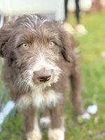 Coco 🩷, a female Aussiedoodle for sale in Clayton, NC – Photo 5 of 6