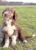 Coco 🩷, a female Aussiedoodle for sale in Clayton, NC – Photo 2 of 6