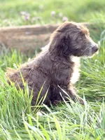 Coco 🩷, a female Aussiedoodle for sale in Clayton, NC – Photo 3 of 6