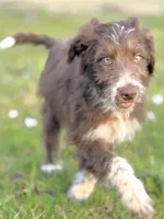 Coco 🩷, a female Aussiedoodle for sale in Clayton, NC – Photo 1 of 6