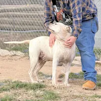 Bingo 💙, a male American Bulldog for sale in Clayton, NC – Photo 4 of 4