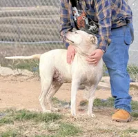 Bingo 💙, a male American Bulldog for sale in Clayton, NC – Photo 4 of 4