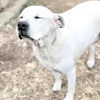 Bingo 💙, a male American Bulldog for sale in Clayton, NC – Photo 1 of 4