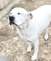 Bingo 💙, a male American Bulldog for sale in Clayton, NC – Photo 1 of 4