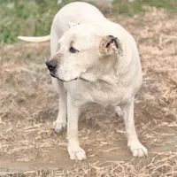 Bingo 💙, a male American Bulldog for sale in Clayton, NC – Photo 2 of 4