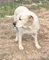 Bingo 💙, a male American Bulldog for sale in Clayton, NC – Photo 2 of 4