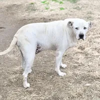 Bingo 💙, a male American Bulldog for sale in Clayton, NC – Photo 3 of 4