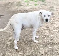 Bingo 💙, a male American Bulldog for sale in Clayton, NC – Photo 3 of 4
