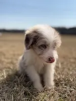 Buttons 🩷, a female Aussiedoodle for sale in Clayton, NC – Photo 4 of 7