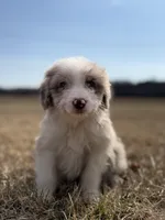 Buttons 🩷, a female Aussiedoodle for sale in Clayton, NC – Photo 2 of 7
