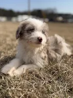 Buttons 🩷, a female Aussiedoodle for sale in Clayton, NC – Photo 7 of 7