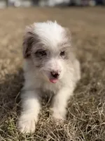 Buttons 🩷, a female Aussiedoodle for sale in Clayton, NC – Photo 5 of 7