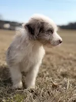 Buttons 🩷, a female Aussiedoodle for sale in Clayton, NC – Photo 6 of 7