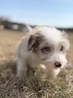 Buttons 🩷, a female Aussiedoodle for sale in Clayton, NC – Photo 3 of 7