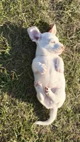 Cash 💙, a male Dachshund for sale in Clayton, NC – 10 of 10