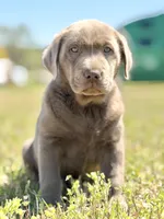 Bo 💙, a male Labrador Retriever for sale in Clayton, NC – Photo 7 of 9