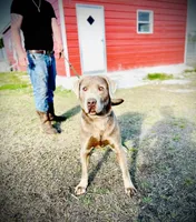 Bo 💙, a male Labrador Retriever for sale in Clayton, NC – Photo 2 of 9