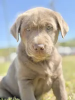 Bo 💙, a male Labrador Retriever for sale in Clayton, NC – Photo 3 of 9