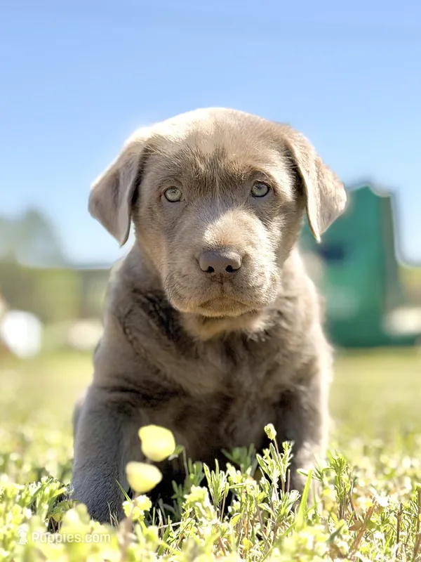 Bo 💙 – Labrador Retriever puppy for sale in Clayton, NC