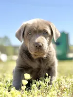Bo 💙, a male Labrador Retriever for sale in Clayton, NC – Photo 1 of 9