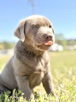 Bo 💙, a male Labrador Retriever for sale in Clayton, NC – Photo 4 of 9