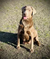 Bo 💙, a male Labrador Retriever for sale in Clayton, NC – Photo 9 of 9