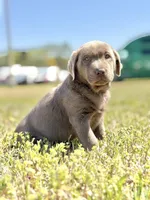 Bo 💙, a male Labrador Retriever for sale in Clayton, NC – Photo 6 of 9