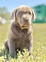 Bo 💙, a male Labrador Retriever for sale in Clayton, NC – Photo 5 of 9