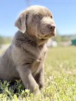 Bo 💙, a male Labrador Retriever for sale in Clayton, NC – Photo 8 of 9