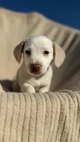 Peaches 🩷, a female Dachshund for sale in Clayton, NC – 6 of 10