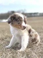 Lenny Boy 💙, a male Aussiedoodle for sale in Clayton, NC – Photo 4 of 10