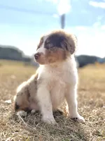Lenny Boy 💙, a male Aussiedoodle for sale in Clayton, NC – Photo 6 of 10