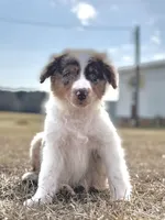 Lenny Boy 💙, a male Aussiedoodle for sale in Clayton, NC – Photo 3 of 10