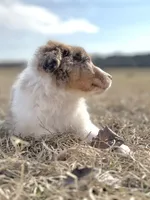 Lenny Boy 💙, a male Aussiedoodle for sale in Clayton, NC – Photo 7 of 10