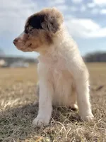 Lenny Boy 💙, a male Aussiedoodle for sale in Clayton, NC – Photo 8 of 10