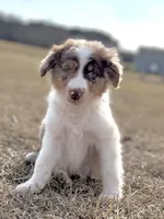 Lenny Boy 💙, a male Aussiedoodle for sale in Clayton, NC – Photo 2 of 10