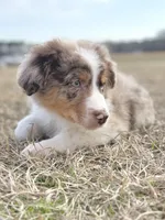 Lenny Boy 💙, a male Aussiedoodle for sale in Clayton, NC – Photo 5 of 10