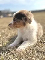 Lenny Boy 💙, a male Aussiedoodle for sale in Clayton, NC – Photo 9 of 10