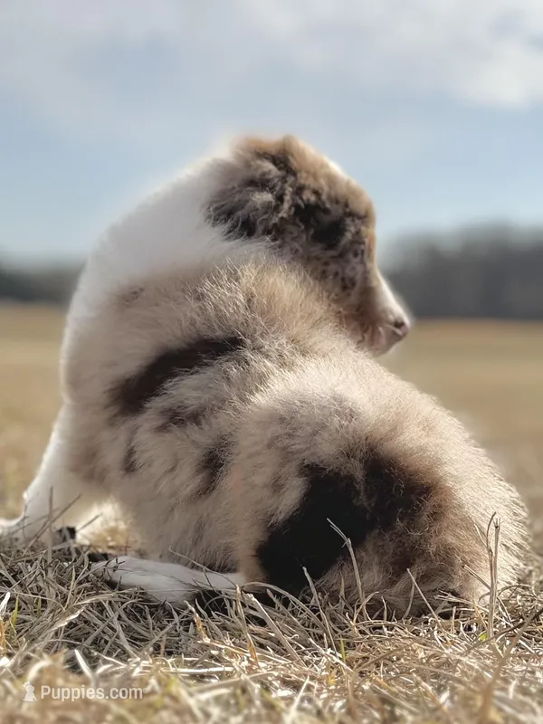 Lenny Boy 💙, a male Aussiedoodle for sale in Clayton, NC – Photo 1 of 10