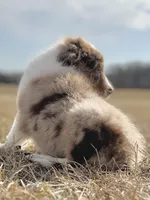 Lenny Boy 💙, a male Aussiedoodle for sale in Clayton, NC – Photo 1 of 10