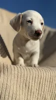Peaches 🩷, a female Dachshund for sale in Clayton, NC – 10 of 10