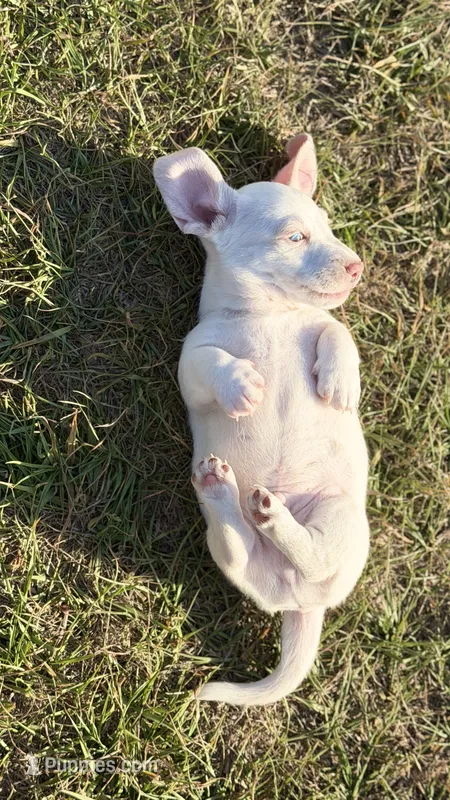Cash – Miniature Dachshund puppy for sale in Clayton, NC