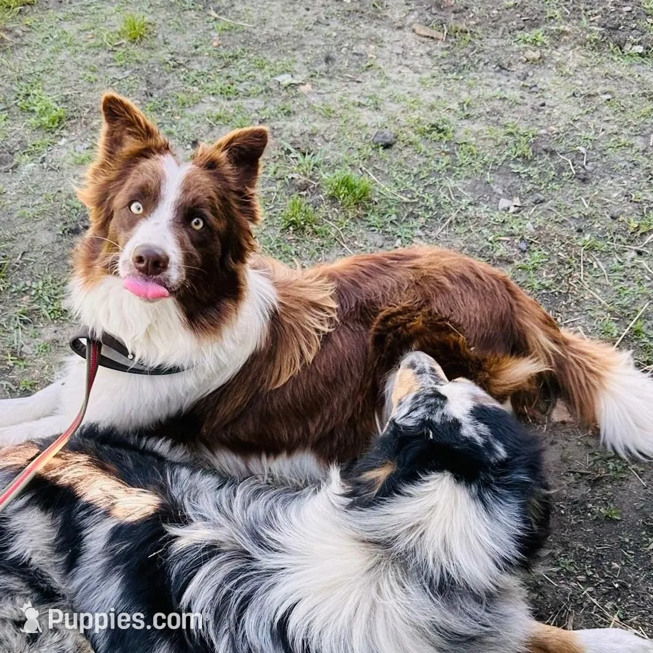 Dixie (Red/White) 🩷, a female Border Collie for sale in Clayton, NC – Photo 4 of 4
