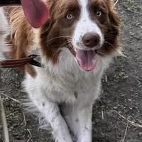 Dixie (Red/White) 🩷, a female Border Collie for sale in Clayton, NC – Photo 2 of 4
