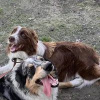 Dixie (Red/White) 🩷, a female Border Collie for sale in Clayton, NC – Photo 3 of 4